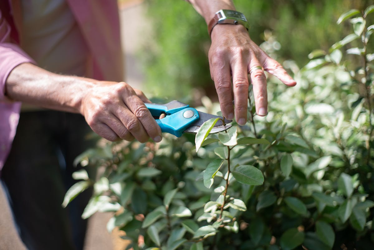 Entretien de jardins et espaces verts à Vence